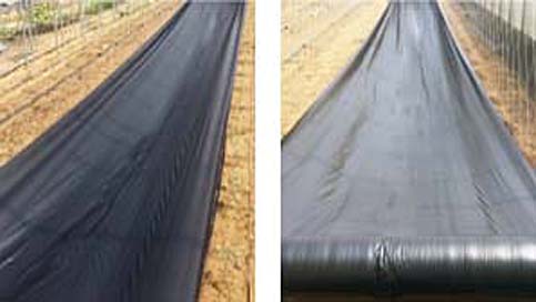 Agricultural mulch