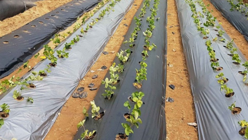 Agricultural mulch