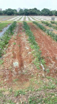 agricultural mulch